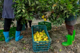 برداشت نارنگی از باغ‌های هاشم‌آباد - گرگان