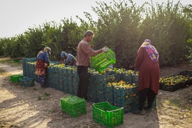 برداشت نارنگی از باغ‌های هاشم‌آباد - گرگان