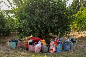 برداشت نارنگی از باغ‌های هاشم‌آباد - گرگان