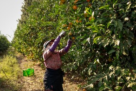 برداشت نارنگی از باغ‌های هاشم‌آباد - گرگان