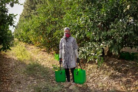 برداشت نارنگی از باغ‌های هاشم‌آباد - گرگان