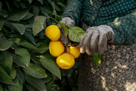 برداشت نارنگی از باغ‌های هاشم‌آباد - گرگان