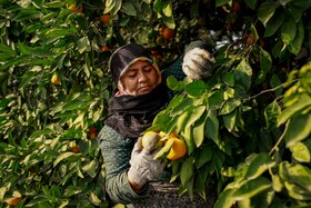 برداشت نارنگی از باغ‌های هاشم‌آباد - گرگان