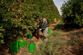 برداشت نارنگی از باغ‌های هاشم‌آباد - گرگان