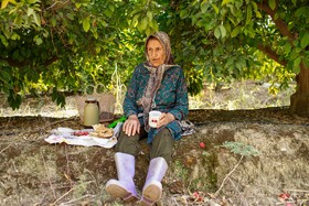 برداشت نارنگی از باغ‌های هاشم‌آباد - گرگان