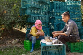 برداشت نارنگی از باغ‌های هاشم‌آباد - گرگان