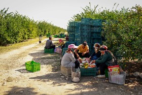 برداشت نارنگی از باغ‌های هاشم‌آباد - گرگان