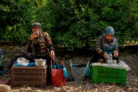 برداشت نارنگی از باغ‌های هاشم‌آباد - گرگان