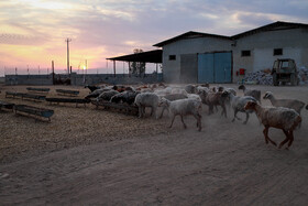 مزرعه دامپروری چپرقویمه - گنبد