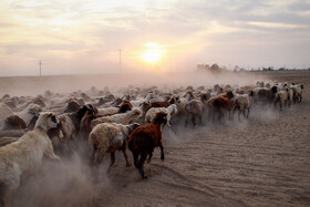 مزرعه دامپروری چپرقویمه - گنبد