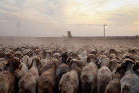 مزرعه دامپروری چپرقویمه - گنبد