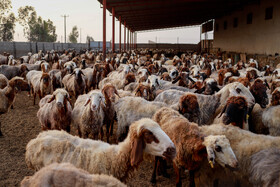 مزرعه دامپروری چپرقویمه - گنبد