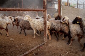 مزرعه دامپروری چپرقویمه - گنبد