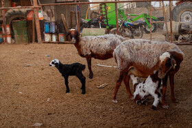 مزرعه دامپروری چپرقویمه - گنبد