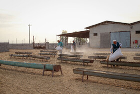 مزرعه دامپروری چپرقویمه - گنبد