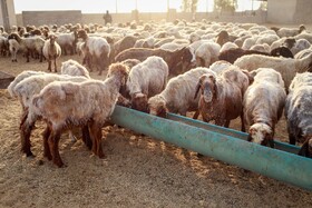 مزرعه دامپروری چپرقویمه - گنبد