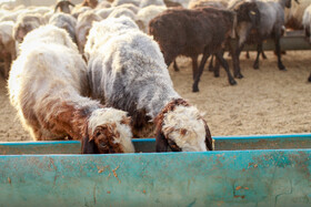 مزرعه دامپروری چپرقویمه - گنبد