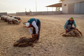 مزرعه دامپروری چپرقویمه - گنبد