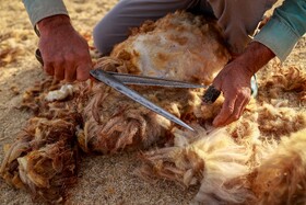 مزرعه دامپروری چپرقویمه - گنبد