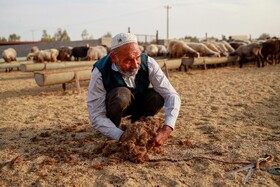 مزرعه دامپروری چپرقویمه - گنبد