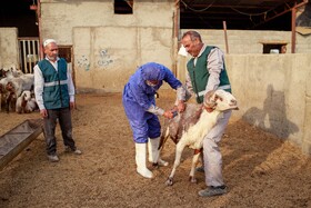 مزرعه دامپروری چپرقویمه - گنبد