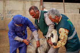 مزرعه دامپروری چپرقویمه - گنبد