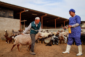 مزرعه دامپروری چپرقویمه - گنبد