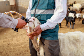 مزرعه دامپروری چپرقویمه - گنبد