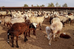 مزرعه دامپروری چپرقویمه - گنبد