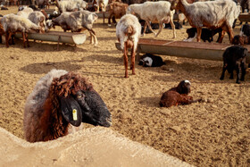 مزرعه دامپروری چپرقویمه - گنبد