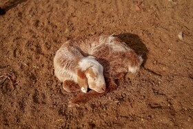 مزرعه دامپروری چپرقویمه - گنبد