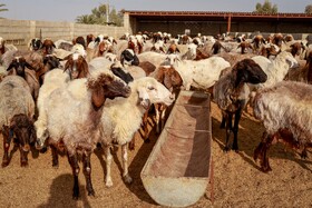 مزرعه دامپروری چپرقویمه - گنبد