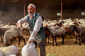 مزرعه دامپروری چپرقویمه - گنبد