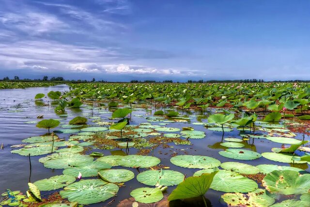 تهیه شناسنامه‌ حفاظتی از راهکارهای مهم برای نجات تالابها