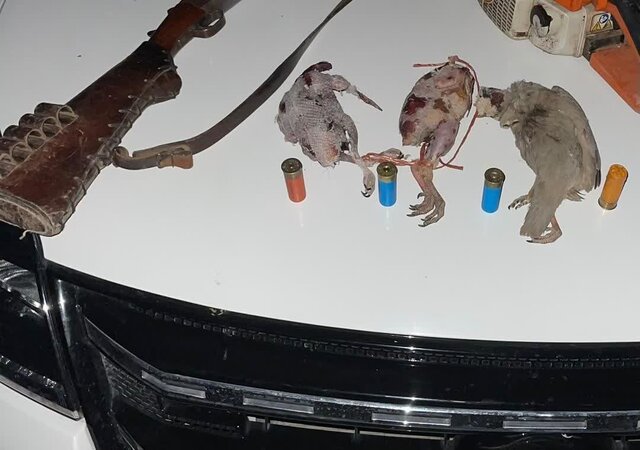 دستگیری متخلف شکار در ارتفاعات دشت برم کازرون 