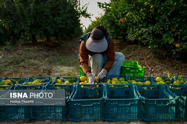 برداشت نارنگی از باغ‌های هاشم‌آباد - گرگان