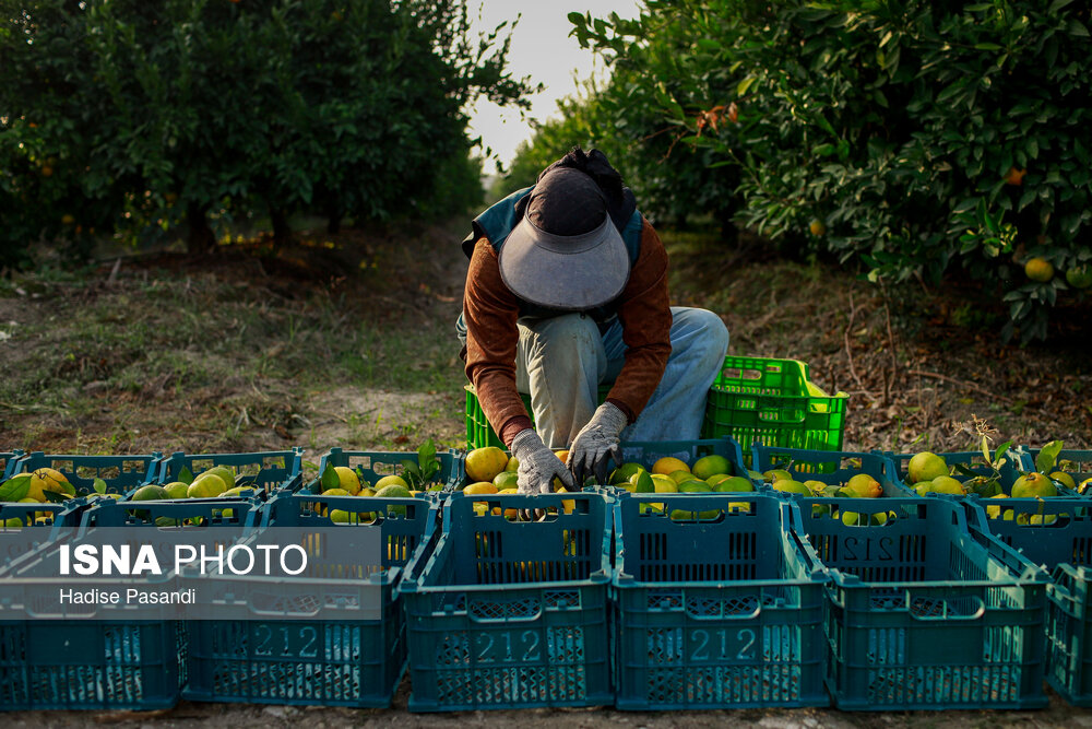 برداشت نارنگی از باغ‌های هاشم‌آباد - گرگان