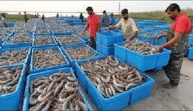 تولید ۲۷۰ میلیون قطعه بچه‌ میگو در سیستان و بلوچستان