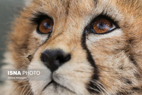مشاهده «تلما» و توله‌اش پس از ۳ سال در توران