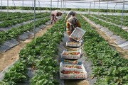 ایجاد گلخانه‌های کوچک‌مقیاس؛ راهکاری برای اشتغال روستایی