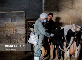 واکسیناسیون ۱۱۵ هزار راس دام در قم