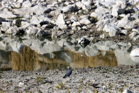 رییس محیط زیست شهرستان: بارش‌ها خوب باشد، سراب‌های کرمانشاه از دی ماه احیا خواهند شد