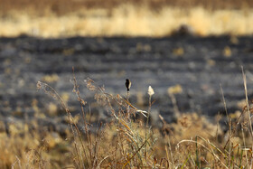 نفس‌ِ تنگ «هشیلان» زیر سایه خشکسالی