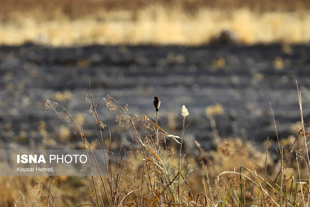 نفس‌ِ تنگ «هشیلان» زیر سایه خشکسالی