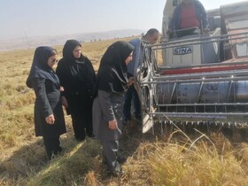 افزایش ۶۴ درصدی کشت مکانیزه کلزا در دره‌شهر