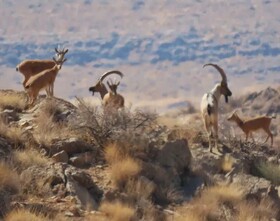 سرشماری حیات‌وحش در پارک ملی بختگان