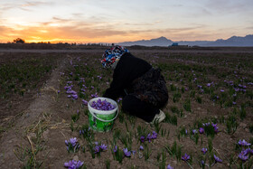 زنانی در رده‌های سنی مختلف، حتی خانه‌داران سحرگاه در سرمای پاییزی مشغول برداشت زعفران می‌شوند. 