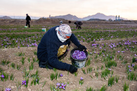 از زمان کاشت پیاز  تا برداشت گل، هر مرحله زعفران نیازمند کار و مراقبت است؛ کشاورزان و کارگران این مسیر طولانی را با تلاش شبانه‌روزی طی می‌کنند.  