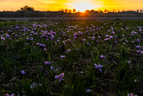 کشاورزان استان در سال گذشته موفق به تولید ۲۹ تن زعفران شده بودند، که نشان‌دهنده رشد قابل توجه تولید این محصول با ارزش در استان است و امسال با وجود خشکسالی ۳۳ تن نگین زعفران از سطح پنج هزار و ۲۹ هکتار مزارع این استان برداشت شد.