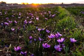 این محصول، به واسطه خواص دارویی، زیبایی‌بخش و طعم بی‌نظیرش، جایگاهی منحصربه‌فرد در بازارهای جهانی دارد.
